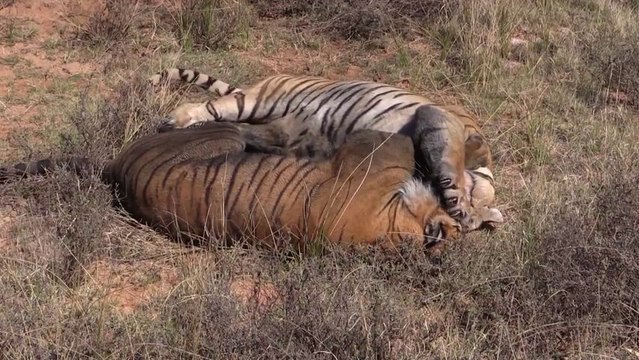 Combat de tigres