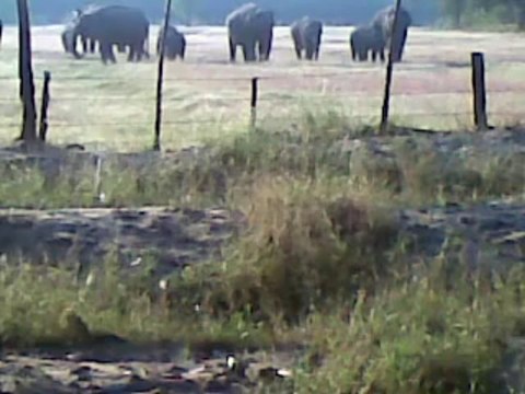 Elephants came to cultivating lands near forests