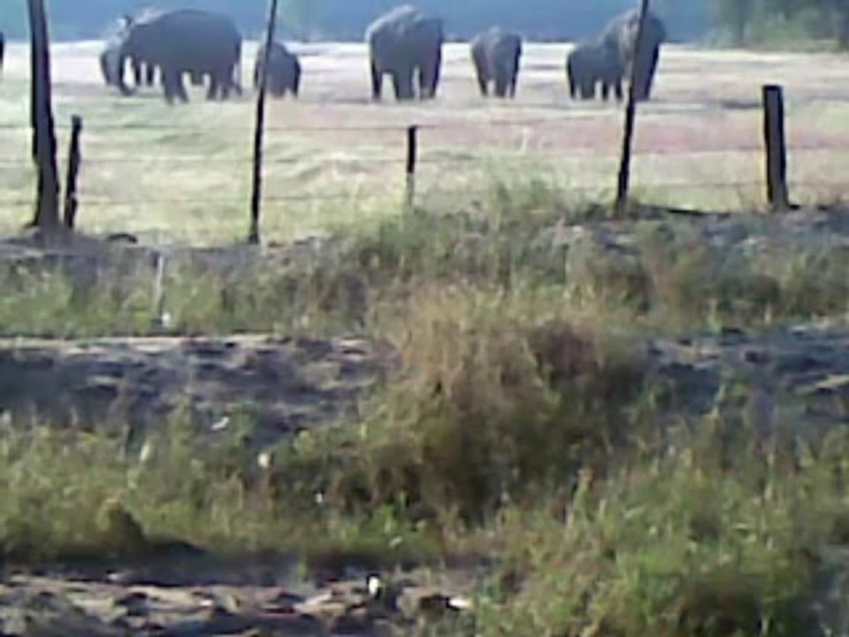 Elephants came to cultivating lands near forests