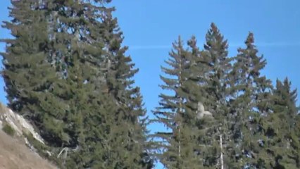 Bartgeier in Savoyen - Gypaètes - Bearded Vultures