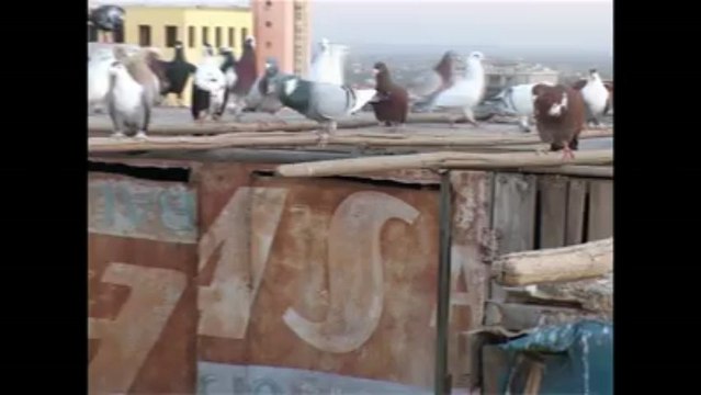 Selahattin Kaya-Şanlıurfa Filo güvercinleri 2013 guvercintv.com