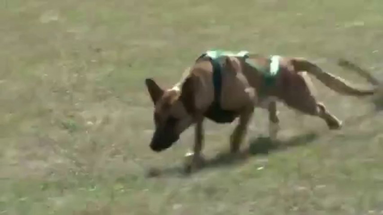 Be Aware Csocso - Get ready to rumble!