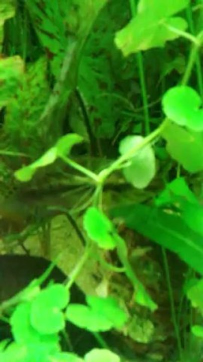 Alevins subocellatus le 25/12/13 (vus pour la première fois le 18/12)