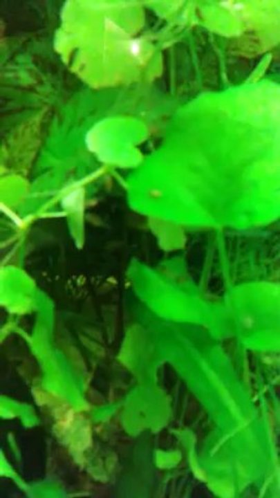 Alevins subocellatus le 25/12/13 avec leur mère