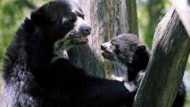 Deforestation threatens Peru's bear species
