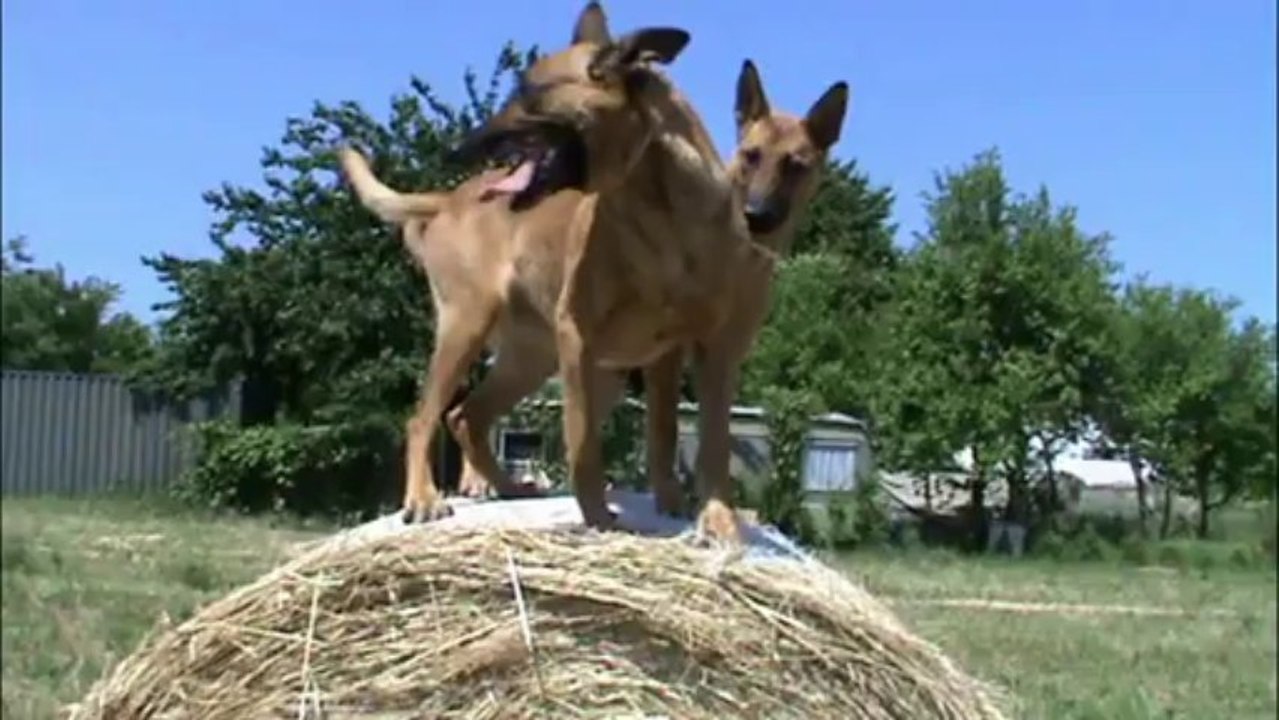 Csocso & Elvii - Summertime - 2011