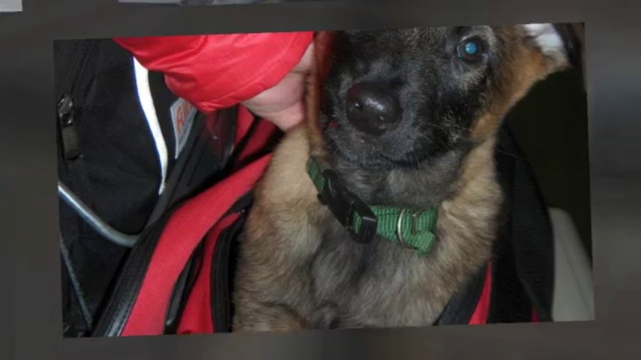 Ecco de Kerprigent - Travel to New Home