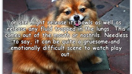 Pet Euthanasia At Home Phoenix Is A Personal Decision