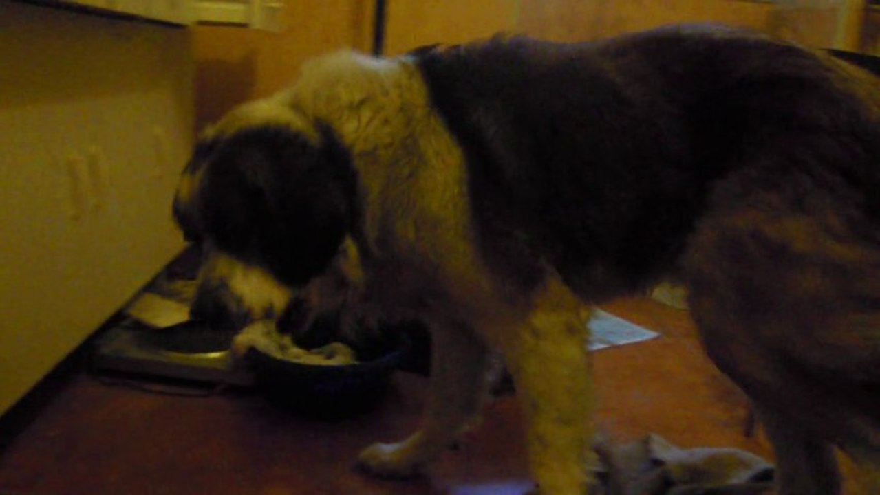 (Enzo) Drôle de Chien - Drôles d'animaux de chez nous