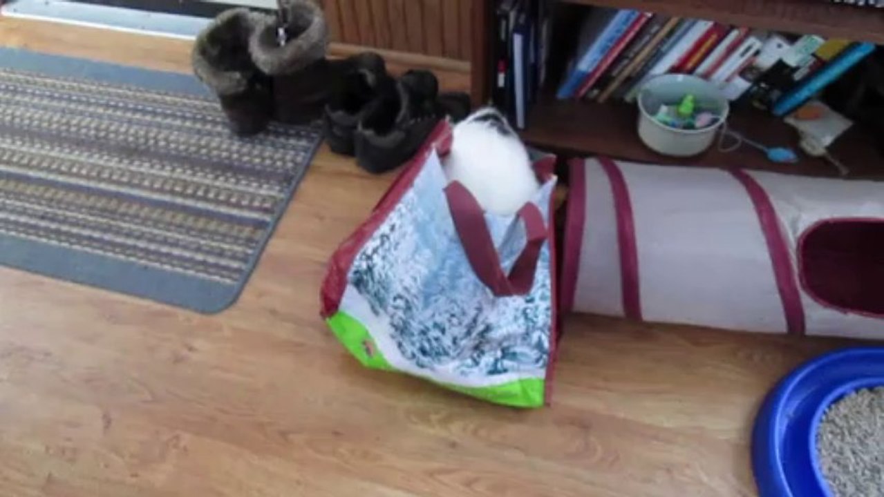 Paws and the Bag