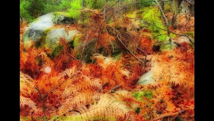 ORBES EN FORÊT DE FONTAINEBLEAU