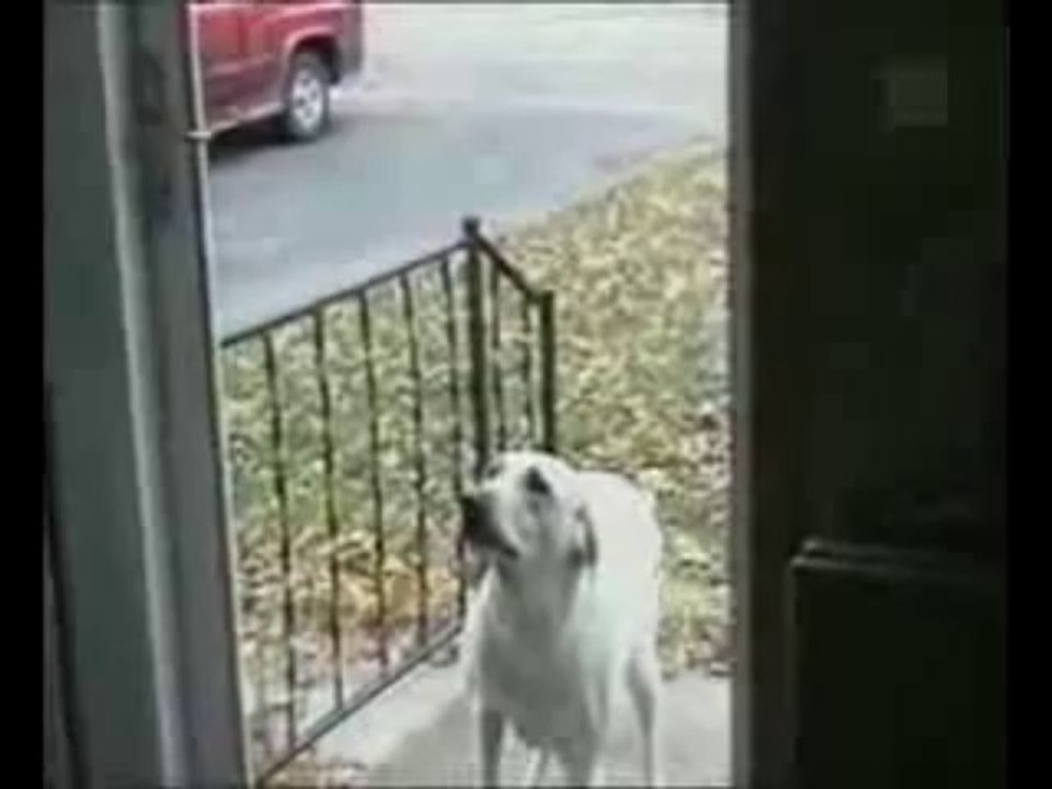 Chien idiot