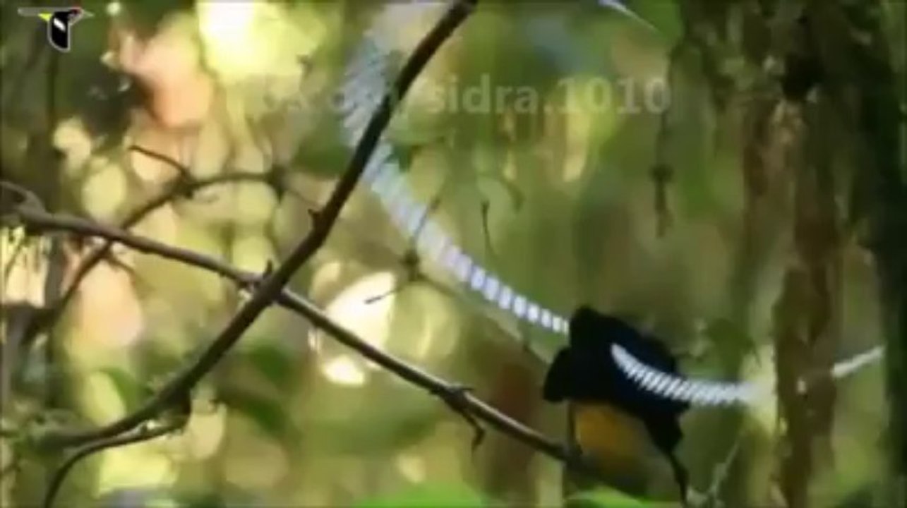 Amazing What are Colourful Birds