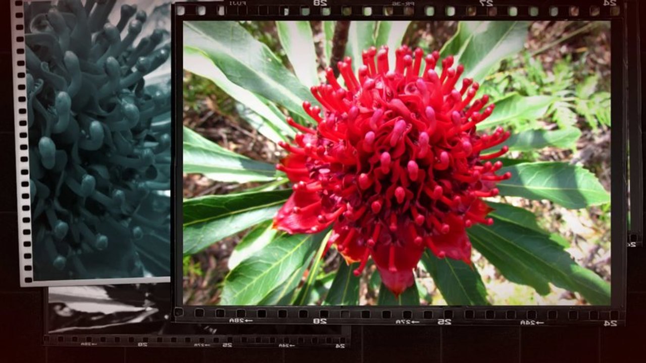 Australia 2011 - Mikołaj Polak