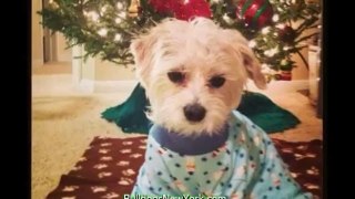 Animals in Christmas PJ's