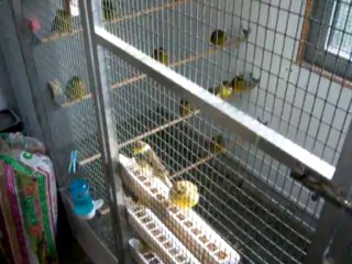 Glosters en volière