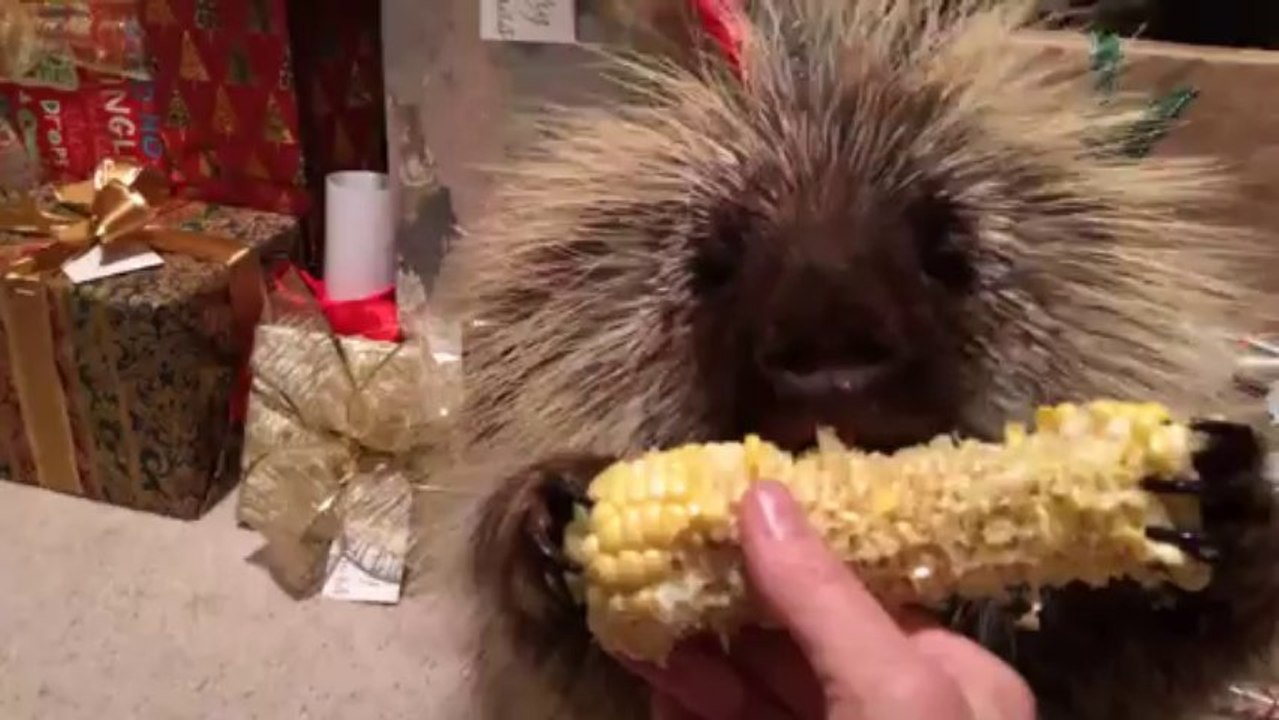 Un Porc-épic trop mignon qui parle et mange du mais pour Noel!