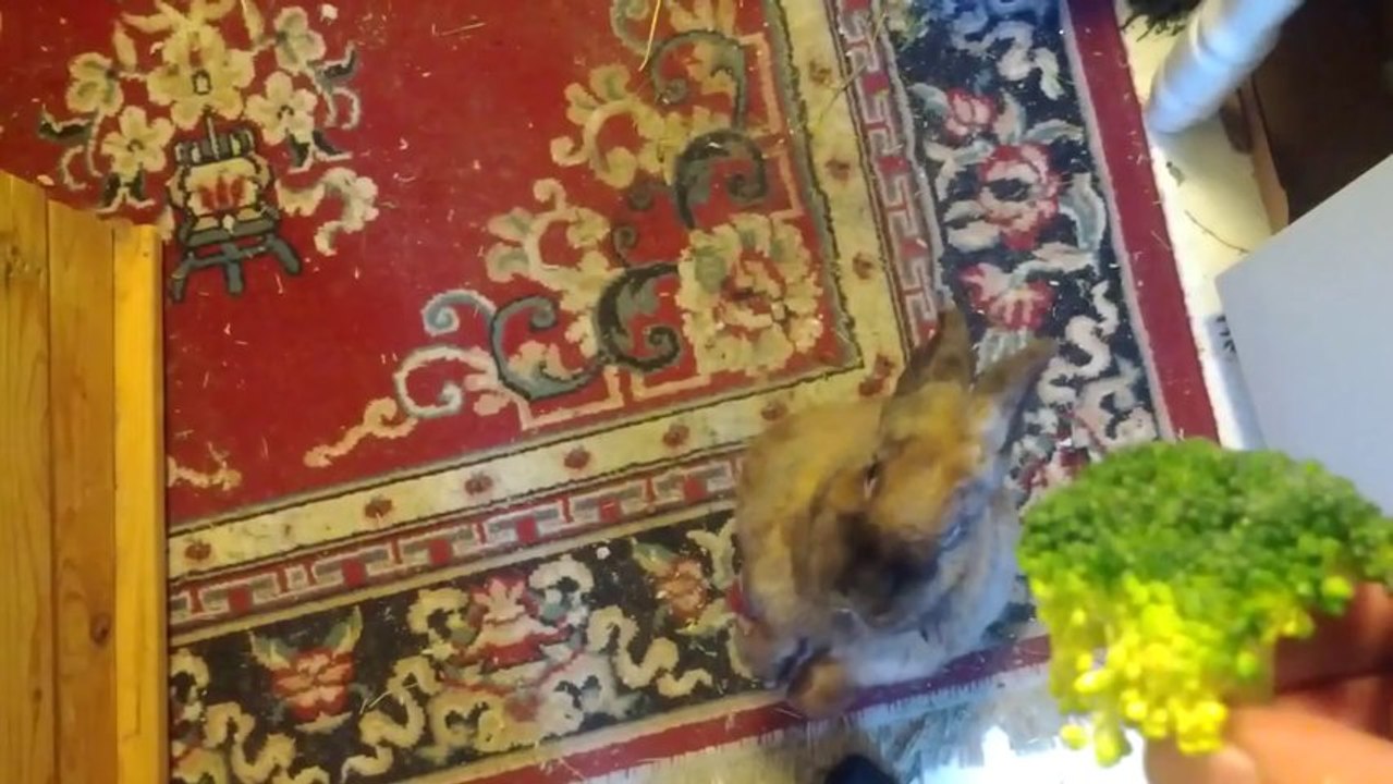 Un lapin trop mignon qui dit OUI!