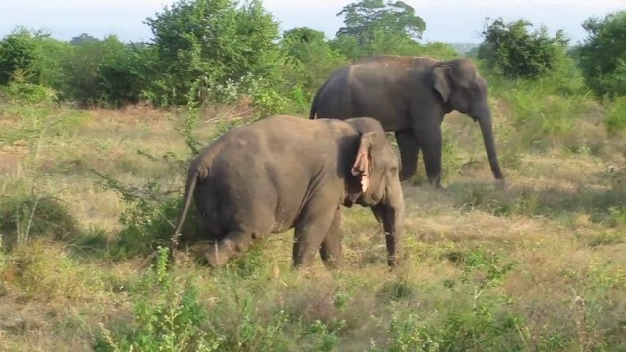 Découverte du premier éléphant nain