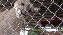 Un Puma très très calin! Magnifique!