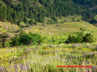 Koyulhisar Aksu köyü 2013 haziran