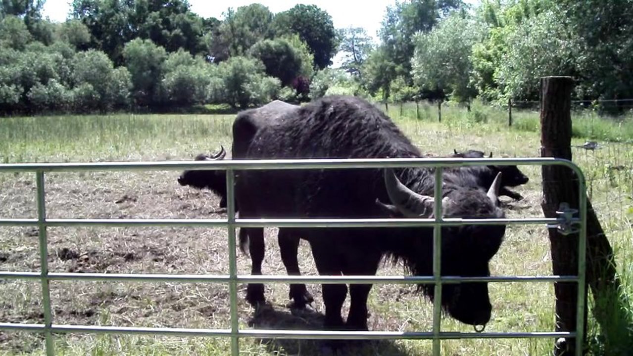 2) Fütterung/Feeding/Alimentação