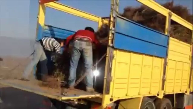 Geyve Bayat köyü Gül Kesimi-(İstanbul'un Gülleri Geyve'den )