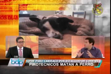 Perros sufren 500 veces más que el ser humano por ruido de pirotécnicos