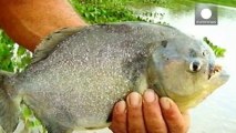 Des piranhas attaquent une soixantaine de personnes