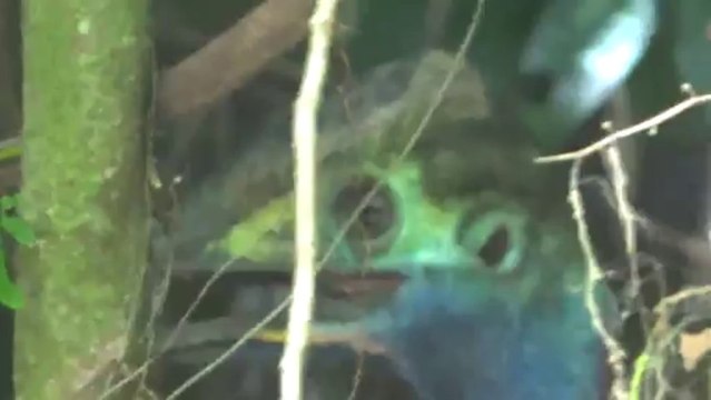 Australie- Animaux du coté de Cap Tribulation (l'un des plus grands oiseaux!)