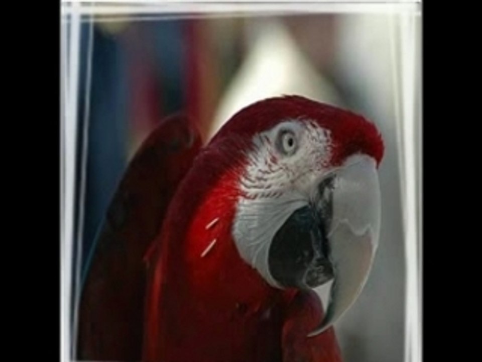 perroquets: le ara chloroptère