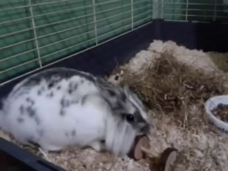 Le Noël de Lapinou vite vite vite