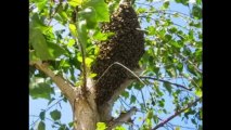 Professional Beekeeping in Orange County _ 949-459-0024