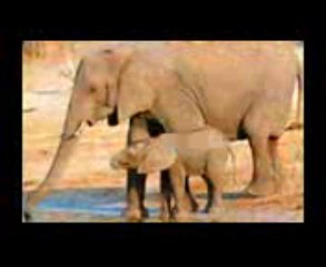 Wildlife Safaris Near Delhi