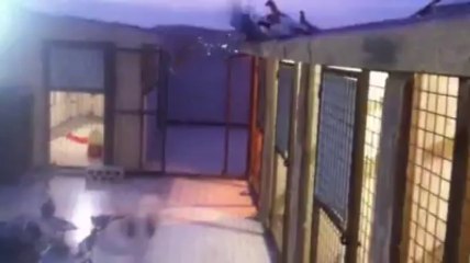 Ahmad Safi filo kuşları- www.guvercinrehberi.com