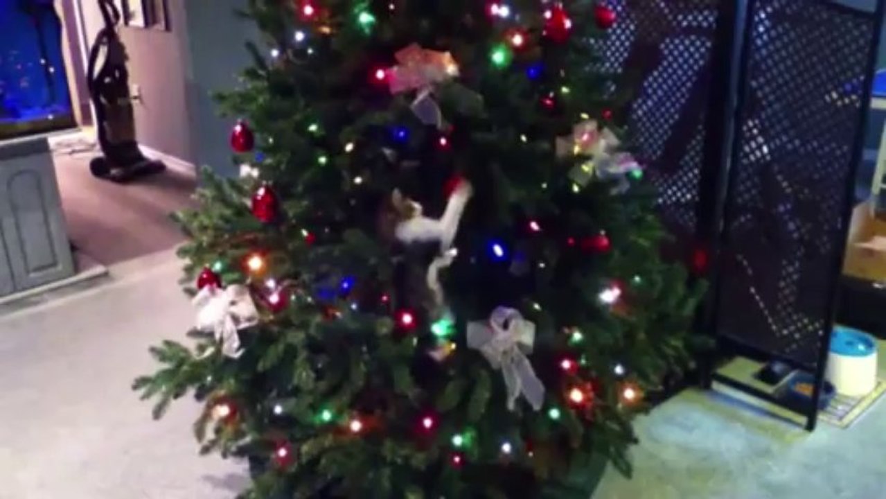 Des chats débiles pour NOEL - Compilation trop marrante!