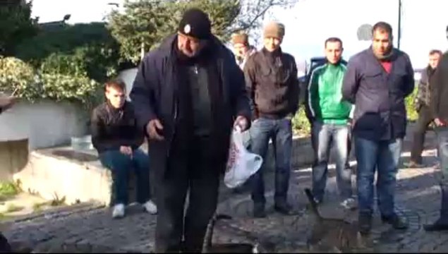 Sokak kedilerini ıslıkla çağırıp balıkla besliyor