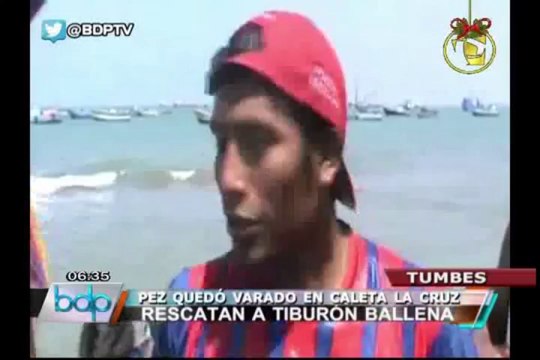 Pescadores rescataron a tiburón ballena varado en playa de Tumbes