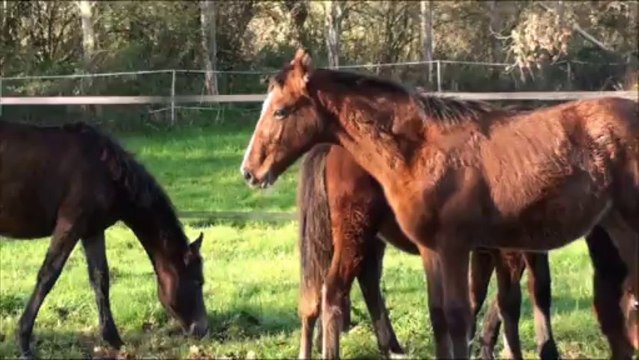 poulains de l'elevage décembre 2013