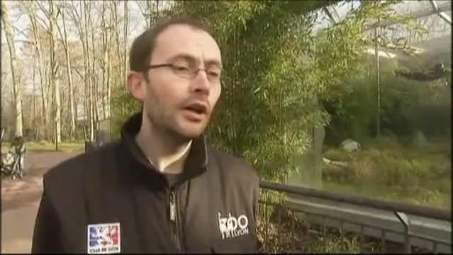 Un espoir pour la panthère de l'Amour, une espèce menacée