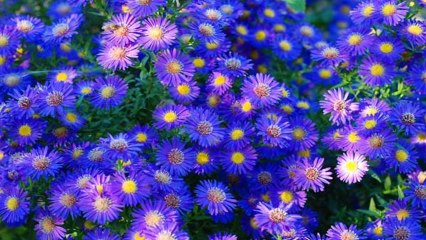 Asters Flowers (PP720)