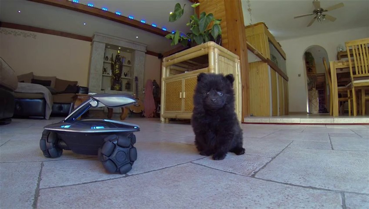 SPITZ ALLEMAND NAIN  40 JOURS - GoPro HD
