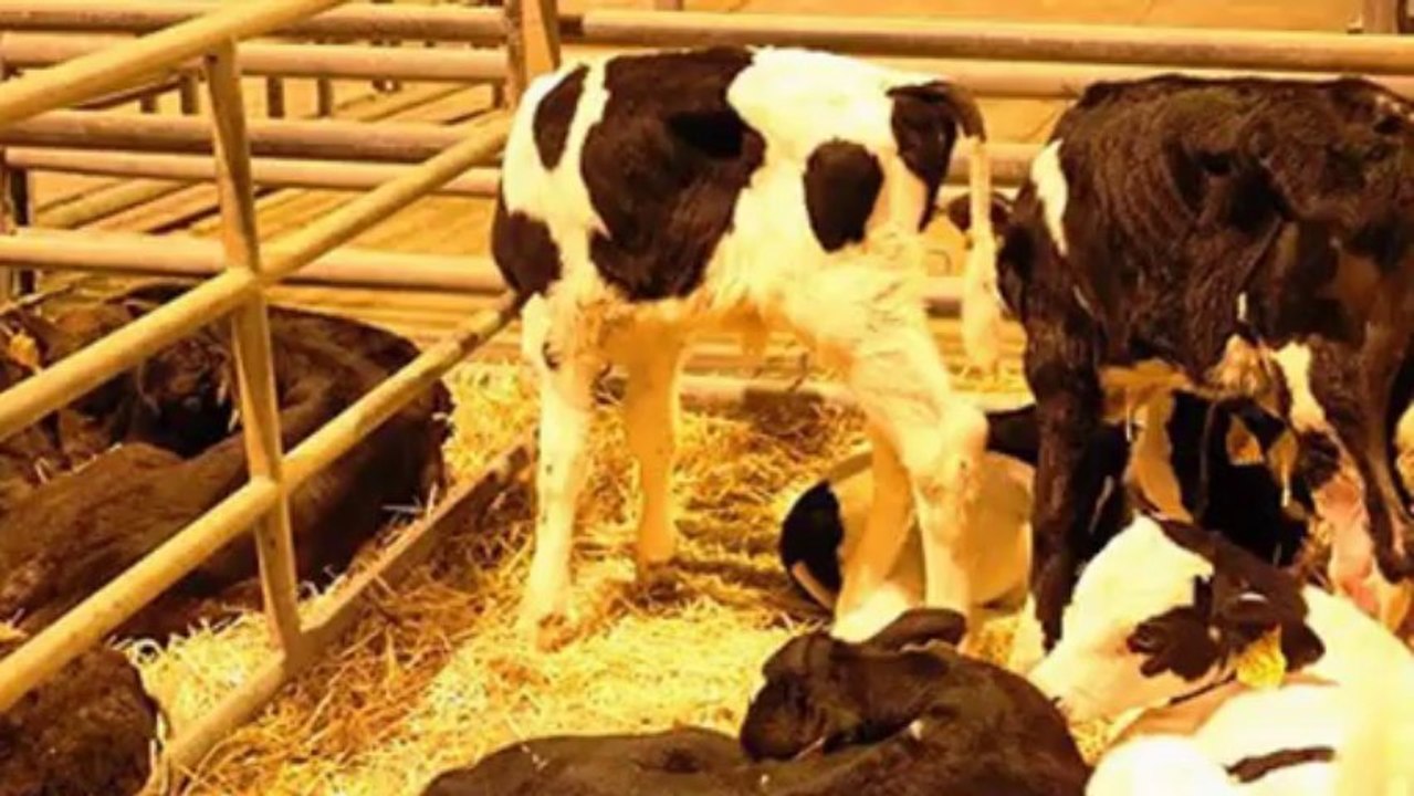 Denuncian extrema delgadez de terneros en Galicia, Asturias y Cantabria