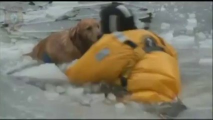 Deux pompiers se jettent dans l'eau glacée pour sauver un chien