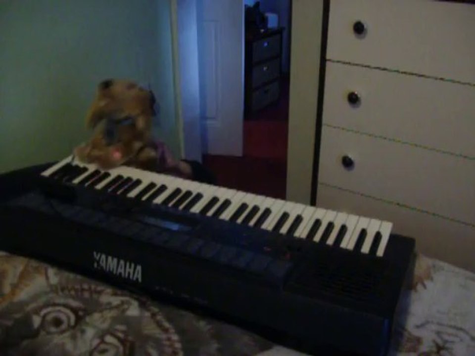 bob the dog