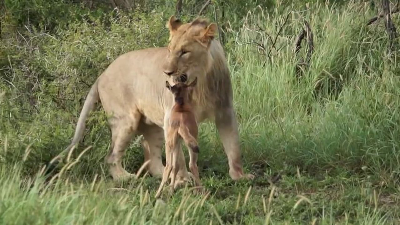 Un lion protège un bébé gnou