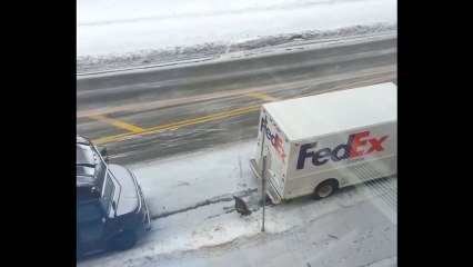 Download Video: Une dinde sauvage attaque le livreur de FedEx. Ahaha