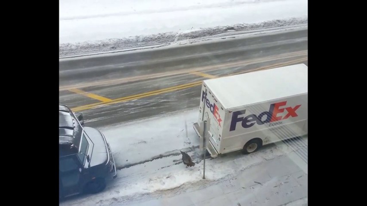 Une dinde sauvage attaque le livreur de FedEx. Ahaha