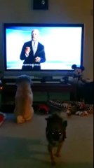 Dog Loves TV More Than Other Dog