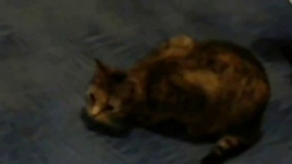 Legrační kočka Eliška